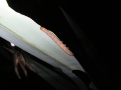 Ichneutica steropastis