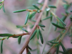 Cryptandra tomentosa