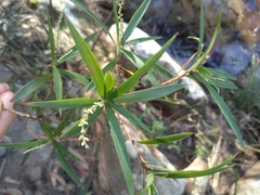 Leucopogon affinis
