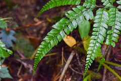 Arachniodes rhomboidea