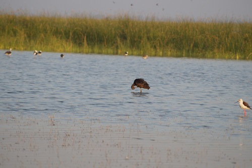iNaturalist image