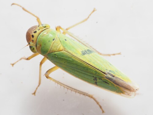 Cicadella lasiocarpae