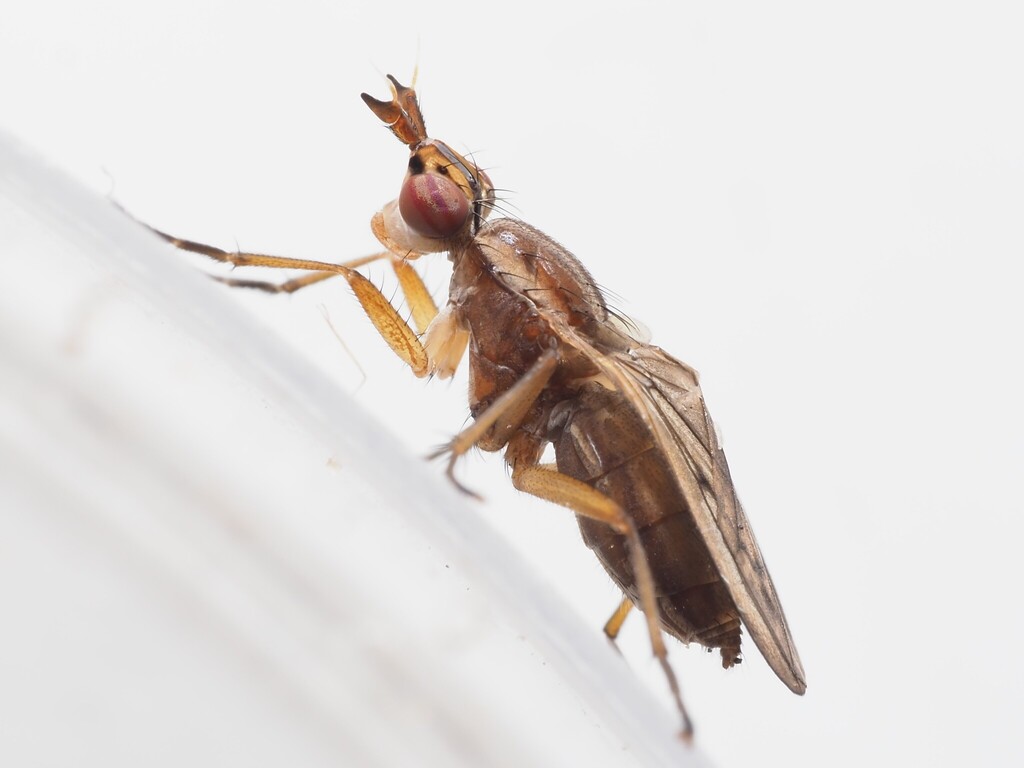 Ilione lineata