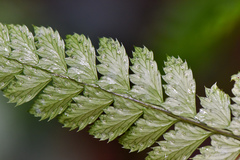 Arachniodes rhomboidea