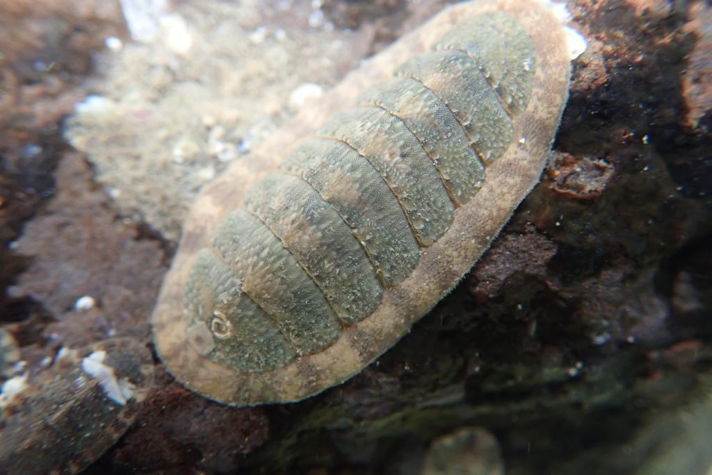 Ischnochiton boninensis