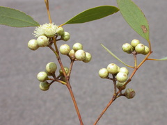 Eucalyptus glomerosa