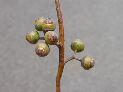 Eucalyptus glomerosa