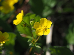 Potentilla togasii