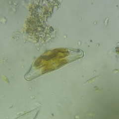 Cymbella