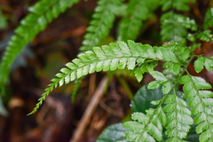 Arachniodes rhomboidea