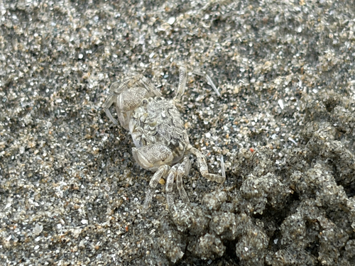 Dotilla wichmanni