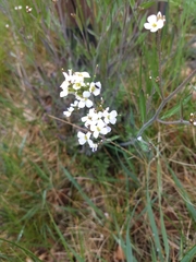 Diplotaxis erucoides