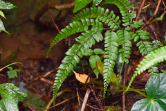 Arachniodes rhomboidea