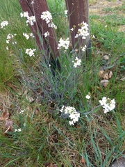 Diplotaxis erucoides