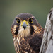 New Zealand Falcon - Photo (c) Pete McGregor, some rights reserved (CC BY-NC-ND), uploaded by Pete McGregor