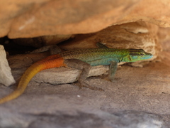 Platysaurus intermedius