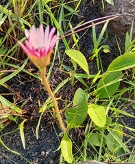 Gerbera ambigua, photograph (c) grabbarg, some rights reserved (CC BY-SA)