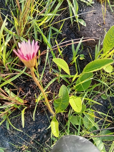 Gerbera ambigua, photograph 6