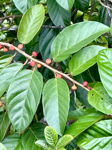 Ficus sagittata observed 2026-07-28