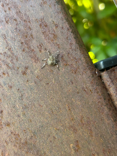Brown Marmorated Stink Bug