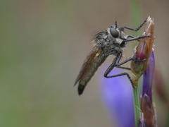 Dysmachus fuscipennis
