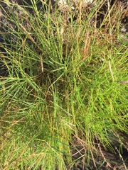 Cynodon dactylon dactylon