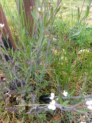 Diplotaxis erucoides