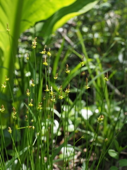 Carex capillacea