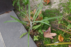 Senecio quadridentatus