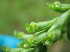 Microtis frutetorum