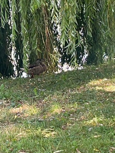 iNaturalist image