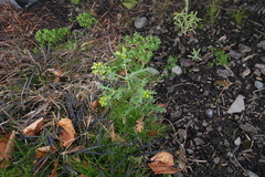 Senecio vulgaris