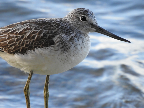 iNaturalist image