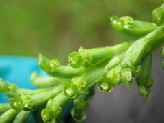 Microtis frutetorum
