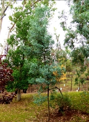 Acacia caerulescens