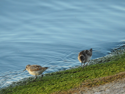 iNaturalist image