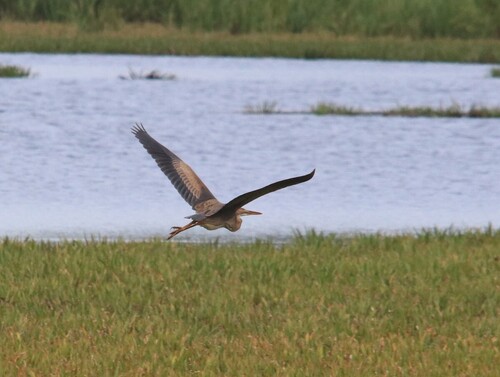 iNaturalist image