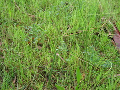 Microtis frutetorum