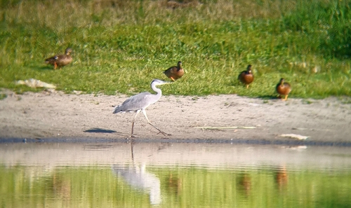 iNaturalist image