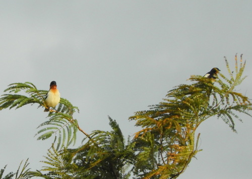 White-rumped Tanager (Cypsnagra hirundinacea), photo 4