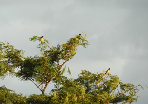 White-rumped Tanager (Cypsnagra hirundinacea), photo 5