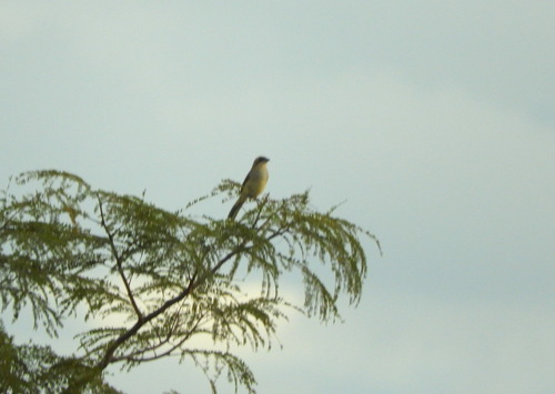 Shrike-like Tanager (Neothraupis fasciata), photo 9