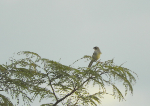 Shrike-like Tanager (Neothraupis fasciata), photo 8