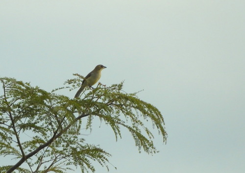 Shrike-like Tanager (Neothraupis fasciata), photo 3
