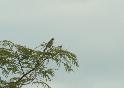 Shrike-like Tanager (Neothraupis fasciata), photo 4