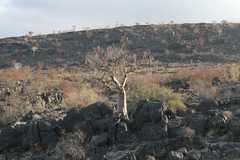 Moringa ovalifolia image