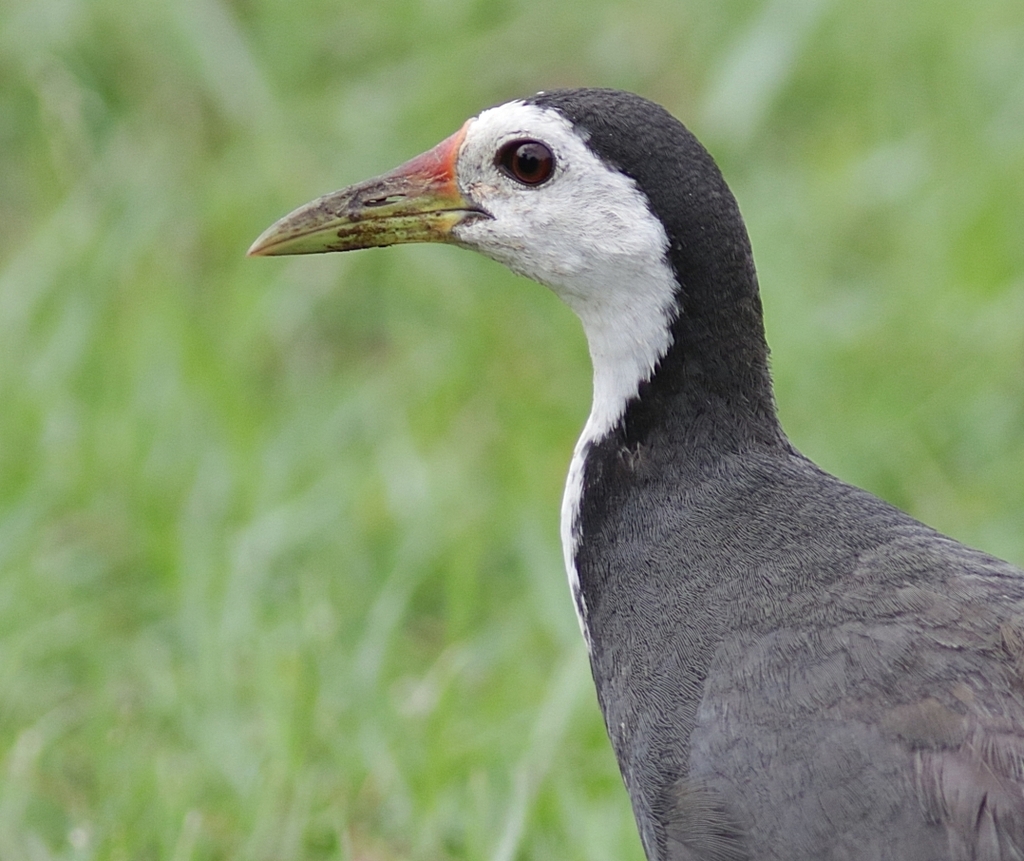 White-Breasted Waterhen