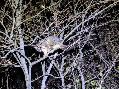 Common Brushtail Possum