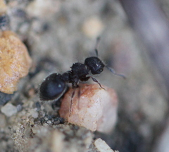 Meranoplus peringueyi