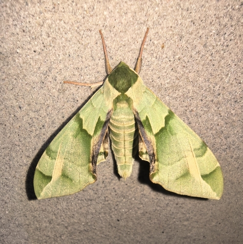 Callambulyx tatarinovii